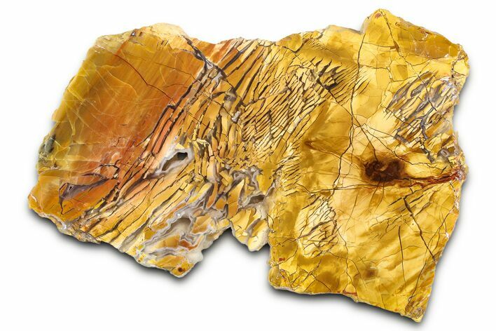 Polished Orange Brecciated Jasper - Nevada #378124